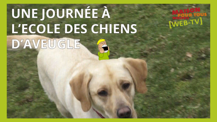 chiens guides
